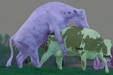 yapay zeka inek kızgınlık takibi